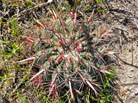 San Diego barrel cactus
