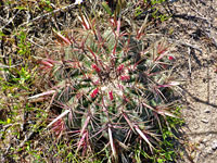 Ferocactus viridescens