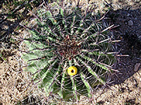 Arizona barrel cactus