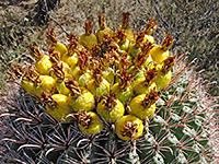 Ferocactus wislizeni