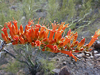 Cluster of reddish flowers