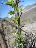 Leaves and spines