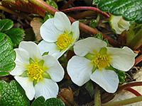 Fragaria chiloensis