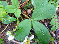 Trifoliate leaf