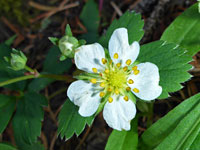 Notched white petals