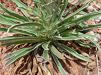 White-edged leaves