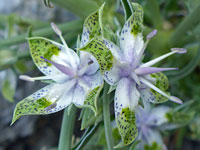 Desert elkweed