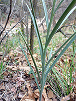 Narrow leaves