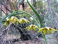 Spotted mountain bells