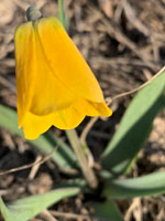 Fritillaria Pudica