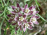 Five-petaled flowers, Five-petaled flowers of funastrum cynanchoides ssp hartwegii, in Hellhole Canyon, Anza Borrego Desert State Park, California