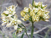 Funastrum hirtellum