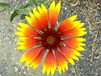 Gaillardia aristata