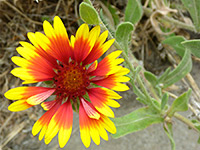 Flower and stem