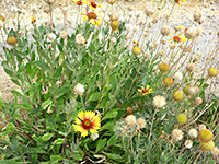 Common Blanketflower