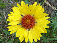 All-yellow petals