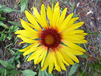 Petals orange at the base