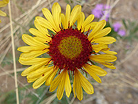 Gaillardia pinnatifida