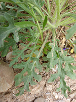 Red Dome Blanketflower