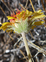 Red dome blanketflower