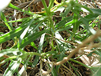 Indian Blanket