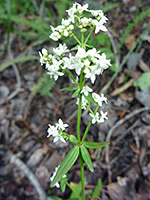 Northern Bedstraw