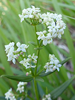 White flowers