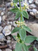 Galium hypotrichium