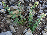 Flowering stems