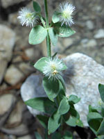 Alpine Bedstraw