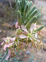 Buds and flowers