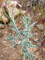 Grey-green leaves