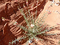 Plant on sand