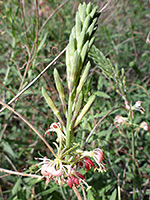 Green buds