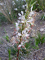 Closely-spaced flowers