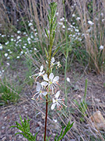 White flowers