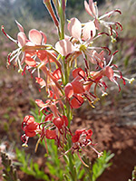 Red petals