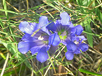 Gentiana affinis
