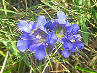 Gentiana affinis