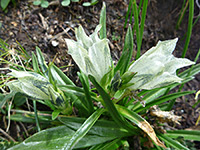 Gentiana algida