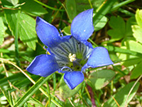 Blue flowers