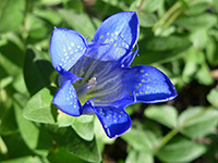 Mountain bog gentian