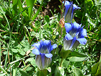 Gentiana parryi