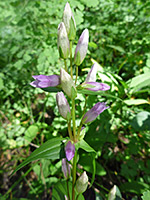 Buds and leaves