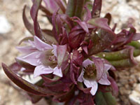 Cathedral Bluff dwarf gentian