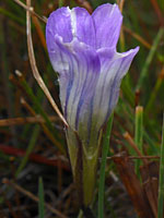 Sierra fringed gentian