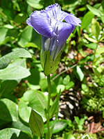 Rocky Mountain fringed gentian