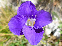 Rocky Mountain fringed gentian