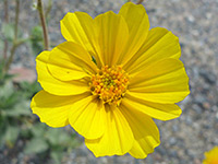 Geraea canescens