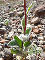 Hairy leaves